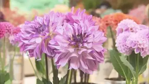 甘い香りに包まれて…福島県産花の品評会  “丹精込めた一輪”競う