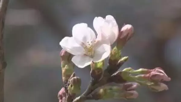 【速報】福島市でソメイヨシノが開花 去年より６日早く