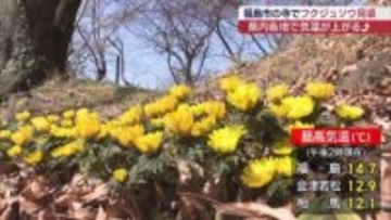 福島市の寺でフクジュソウが見頃（福島）