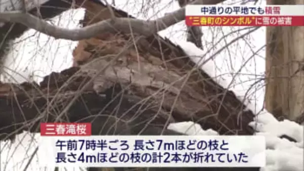 国指定天然記念物「三春滝桜」雪で枝折れる（福島）