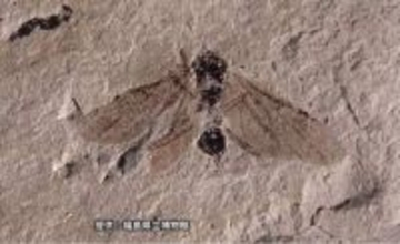 新種のアリの化石見つかる　１０００～１３００万年前の地層から発見(福島)