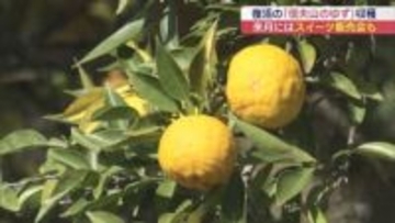 原発事故による出荷制限で農家激減から高校生の奮闘で復活を遂げた“信夫山のゆず”を収穫（福島）
