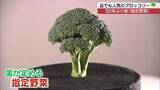 「指定野菜にブロッコリーが仲間入り！期待は・・（福島）」の画像1