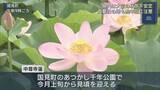 「県内各地で不安定な天気　国見町ではハスの花が見頃」の画像1