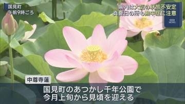 県内各地で不安定な天気　国見町ではハスの花が見頃