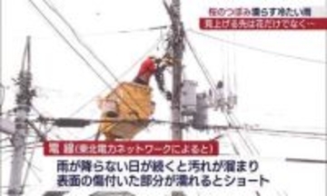 広い範囲で雨の降る１日に　つぼみは足踏みし電線では火花（福島）