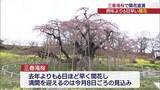「町長は「3分咲き」がおすすめ！　三春の滝桜が開花宣言　去年より6日早く見頃は今月8日ころの見込み（福島）」の画像1