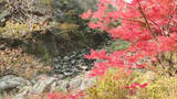 「訪れた人を魅了 夏井川渓谷の紅葉が見頃（福島）」の画像1