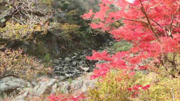 訪れた人を魅了 夏井川渓谷の紅葉が見頃（福島）