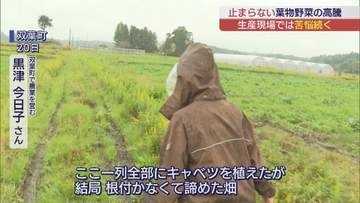 葉物野菜の高騰 生産現場では…　畑でキャベツ苗が根腐れも