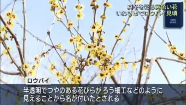 ロウバイ見頃（福島）