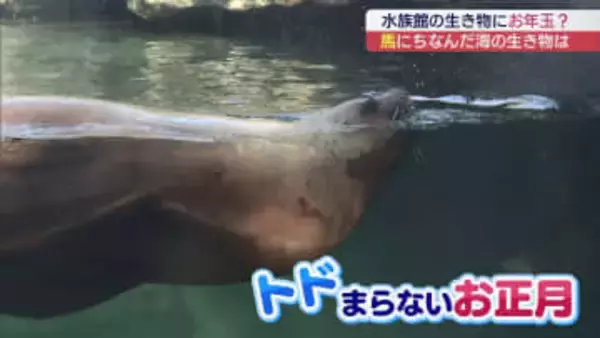 トドまらないお正月！？　干支にちなんだ海の生き物にお年玉のプレゼント（福島）