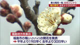 「去年より30日早く…白梅の開花発表（福島）」の画像1