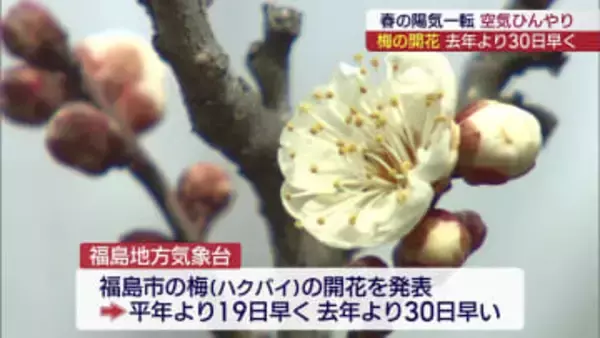 去年より30日早く…白梅の開花発表（福島）