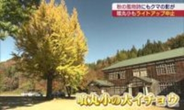 昭和村の喰丸小　大イチョウの紅葉が見ごろに（福島）