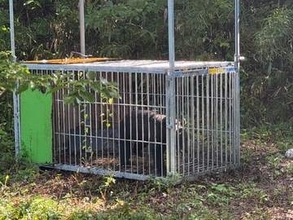 仙台・泉区でクマ１頭を捕獲・駆除　水の森公園周辺で目撃相次ぐ