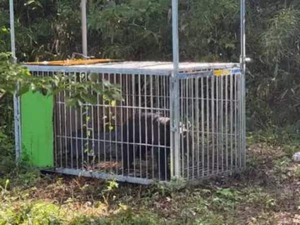 仙台・泉区でクマ１頭を捕獲・駆除　水の森公園周辺で目撃相次ぐ