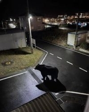 宮城・女川町で１５年ぶりにクマの目撃情報　周辺住民に注意を呼び掛け