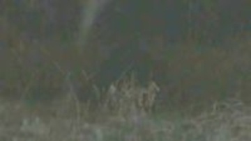 仙台・泉区の保育園近くに子グマ居座る　麻酔銃で捕獲試みるも茂みに逃げる　箱わな設置し捕獲へ