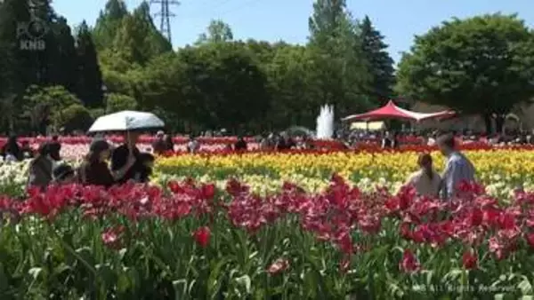 となみチューリップフェア　最終日もにぎわう　花の入れ替えなど調整し見頃を維持