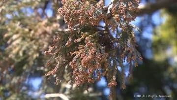 来年春のスギ花粉飛散量　やや多くなる見込み