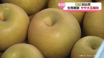 富山市特産の呉羽梨「幸水」　出荷始まる　富山県富山市