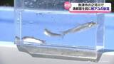 「「アユがたくさんとれるように」魚津市の２つの河川で稚アユを放流」の画像1
