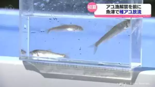 「アユがたくさんとれるように」魚津市の２つの河川で稚アユを放流