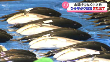 「ひみ寒ぶり宣言」きょうも見送り　水揚げ少なく小さめ