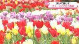 「気象予報士が解説　花が開いたり閉じたりチューリップの不思議」の画像1