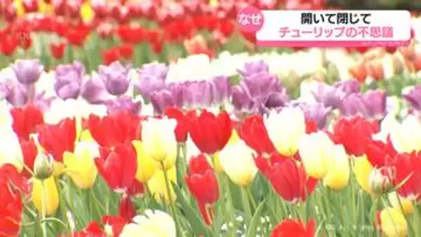 気象予報士が解説　花が開いたり閉じたりチューリップの不思議