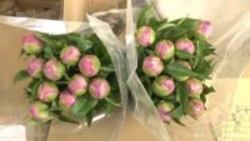 シャクヤク出荷始まる　中東情勢の影響懸念の声も　富山市大沢野地域