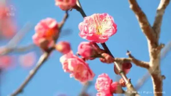 立春のきょう　晴れて暖かい一日に　富山県中央植物園ウメ見頃