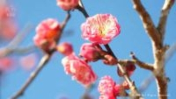 立春のきょう　晴れて暖かい一日に　富山県中央植物園ウメ見頃