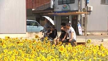 能登半島地震で公費解体の空き地にヒマワリ咲く　高岡市伏木