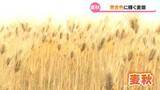 「大麦たわわに「麦秋」　富山県内は気温が高く収穫時期早まる」の画像1