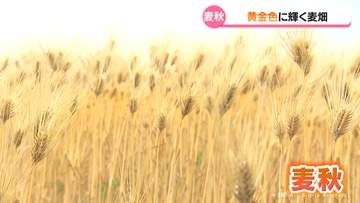 大麦たわわに「麦秋」　富山県内は気温が高く収穫時期早まる