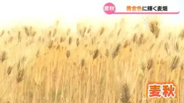 大麦たわわに「麦秋」　富山県内は気温が高く収穫時期早まる
