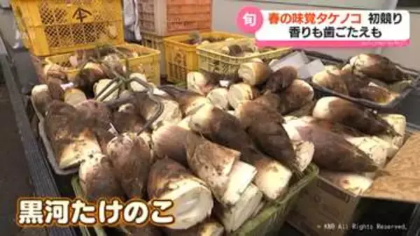 「昆布と煮たらおいしいよ！」　春の味覚　射水市で特産タケノコの初競り