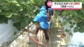 あま～い！　地元子どもが特産のイチゴ狩り　入善町