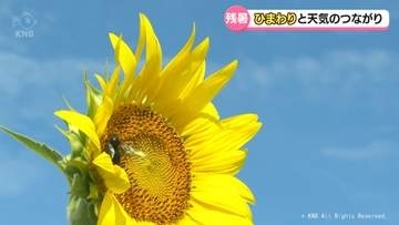 県内残暑厳しく　「ひまわり」と天気のつながり