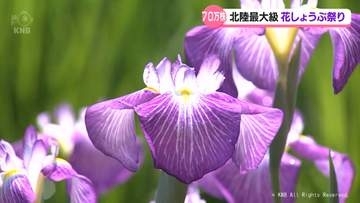 花しょうぶ可憐に　砺波・頼成の森　土日はおおむね晴れも　天気下り坂か