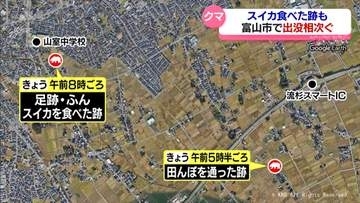 富山市平野部クマ出没相次ぐ　スイカ食べた跡も