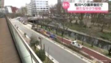 能登半島地震で被災のサクラ名所・松川べり　植樹始まる　富山市の開花予想は