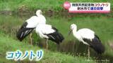 「国の特別天然記念物コウノトリ　射水市に飛来」の画像1