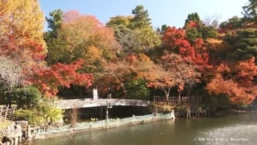 「びっくり、とてもきれい」高岡古城公園の紅葉が見頃