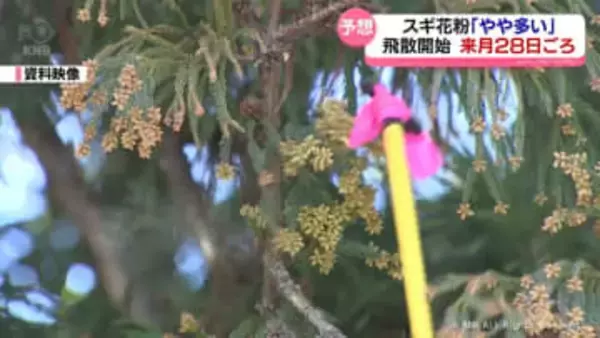スギ花粉「やや多い」　飛散開始は来月２８日ごろ　富山