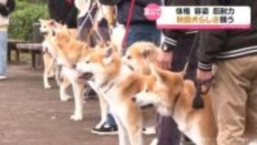 凛々しい「秋田犬」富山市で姿の美しさなど競う催し　9日の開催を前に