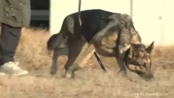 頼りは嗅覚！行方不明者の捜索訓練　嘱託警察犬