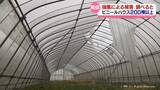 「【４日の強風】ビニールハウス200棟以上に被害　富山県内」の画像1
